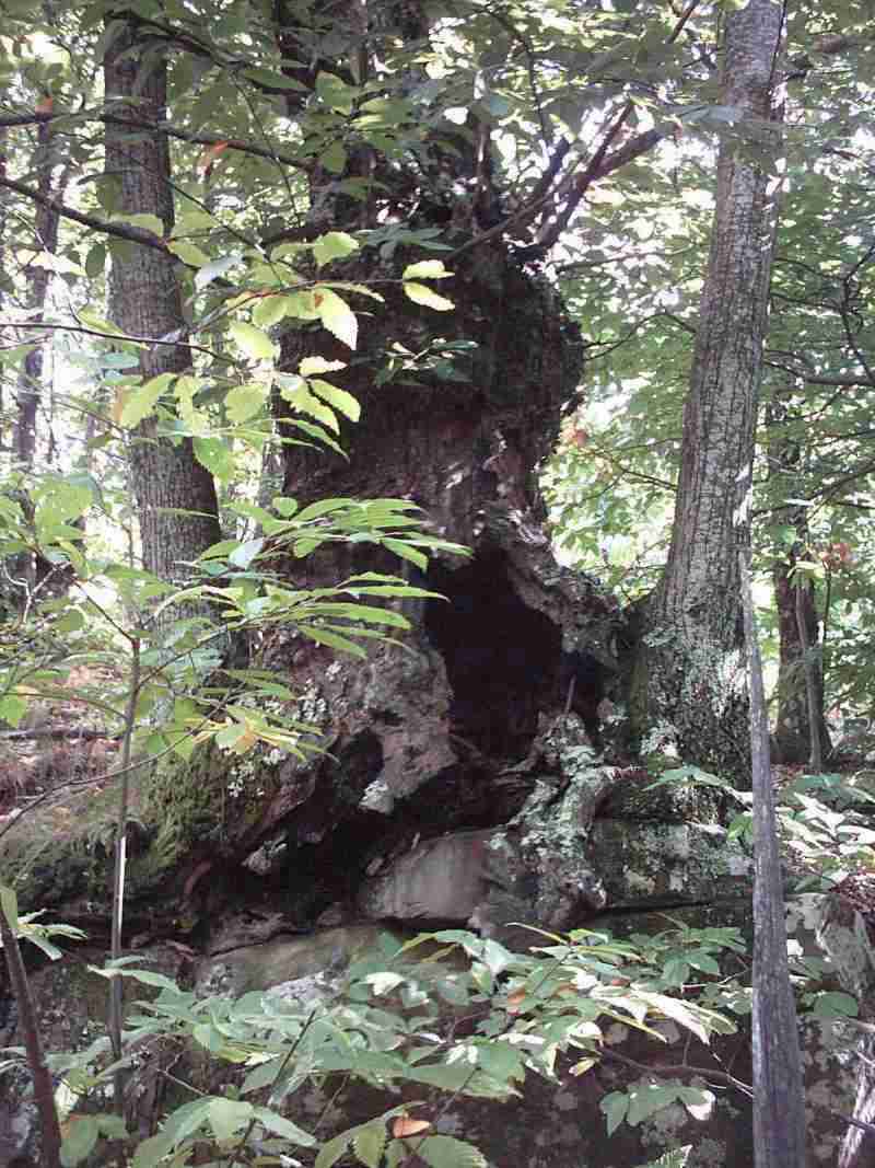  Image name: 27-castagno.jpg 
 width: 800 pixel 
 height: 1067 pixel 
 Size: 84587 bytes 
 Click to enlarge 